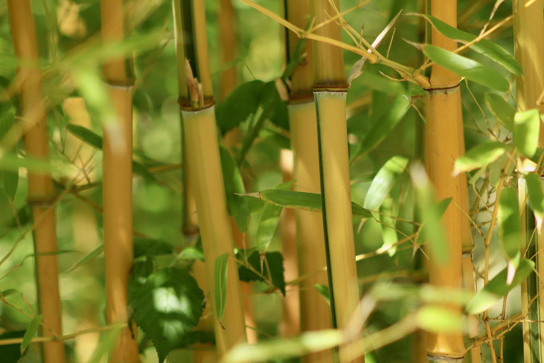Bambu